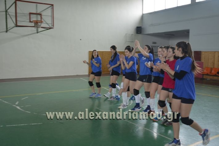 volley _1ogel-kassandra006